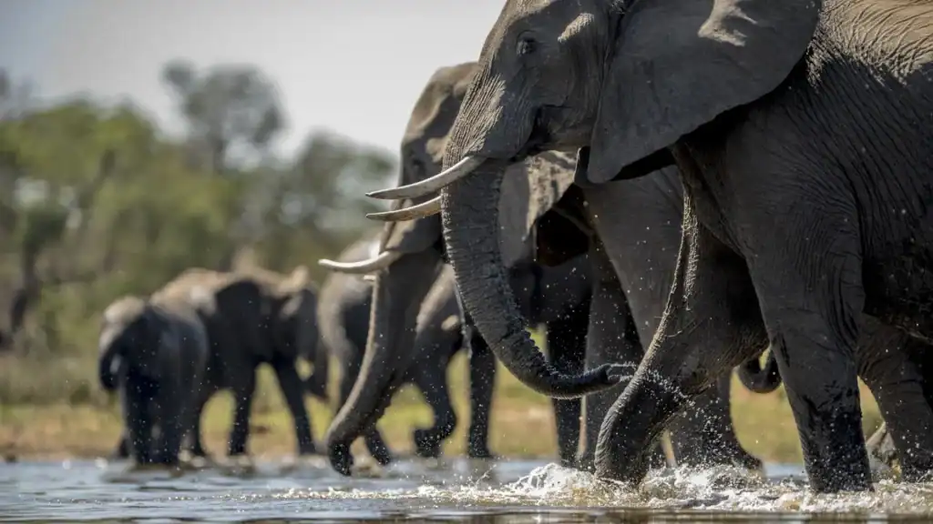 Chobe