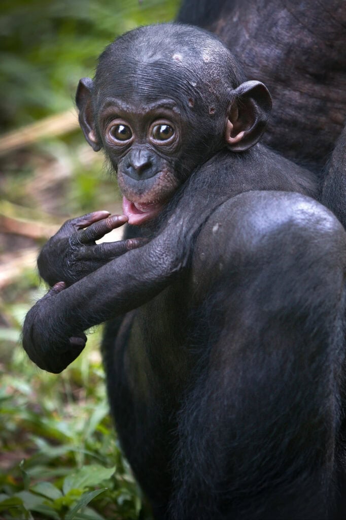 Baby Monkey Uganda