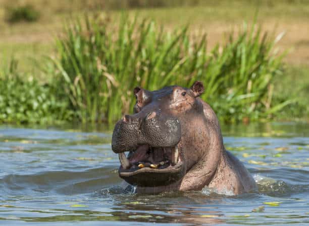 Yawning common hippopotamus in the water. The common hippopotamus (Hippopotamus amphibius), or hippo. Africa