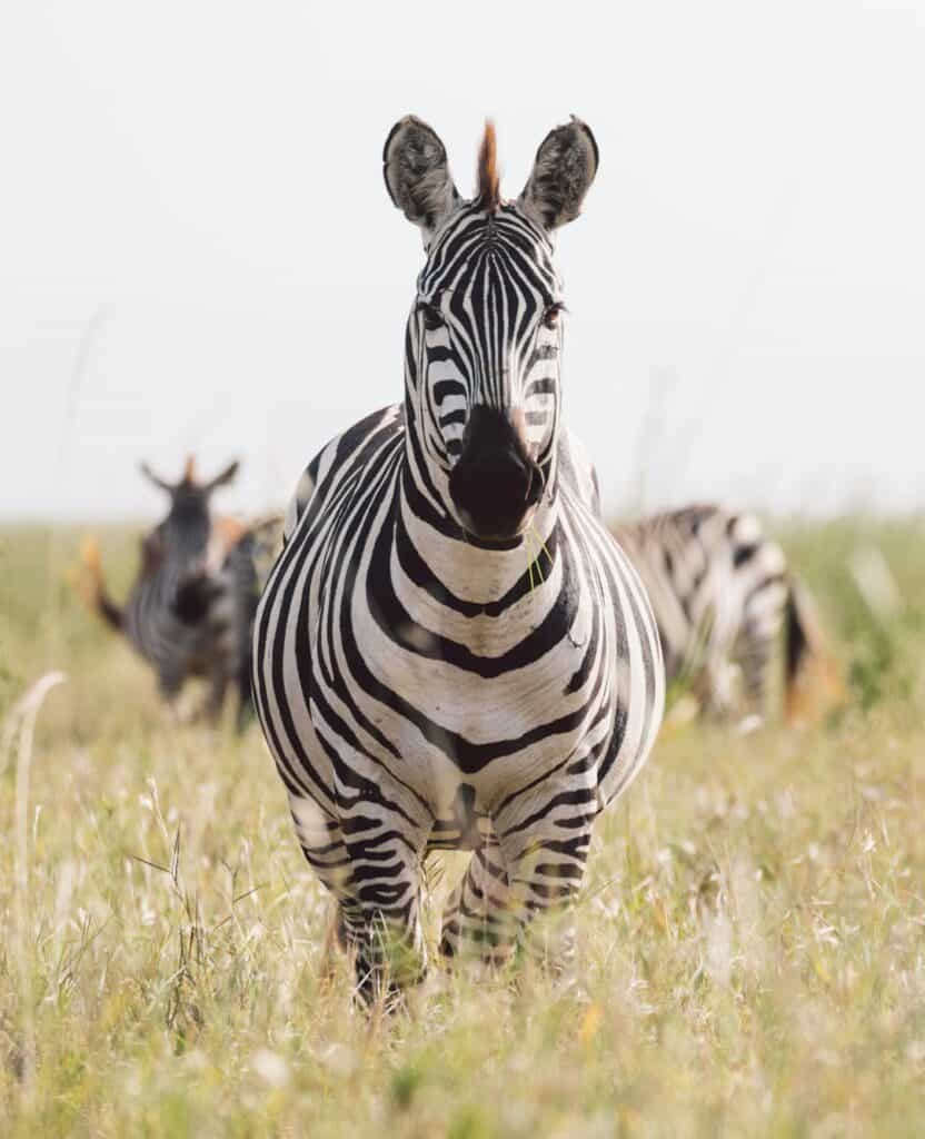 Tanzania