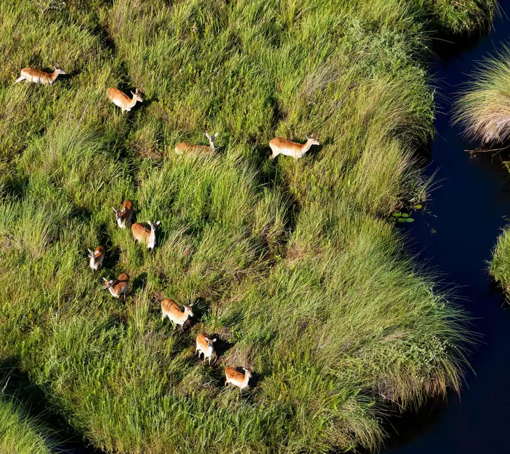 Okavango Delta