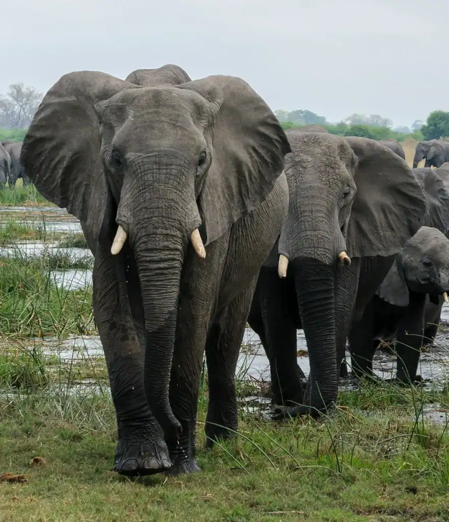 Elephants in Botswana