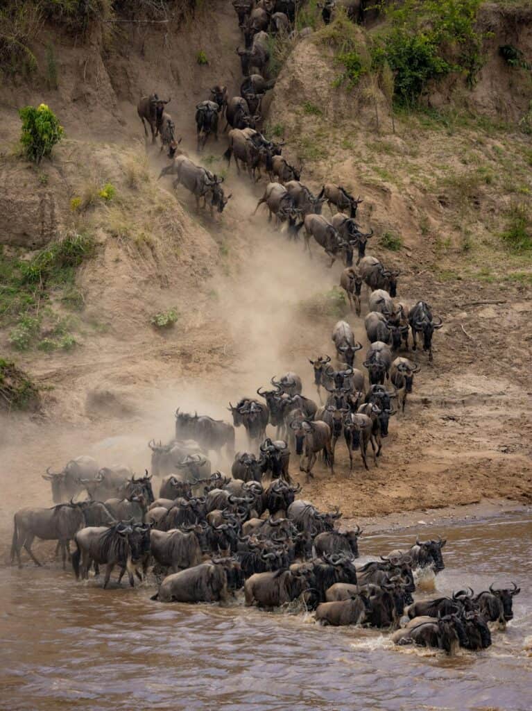The Great Migration in Africa