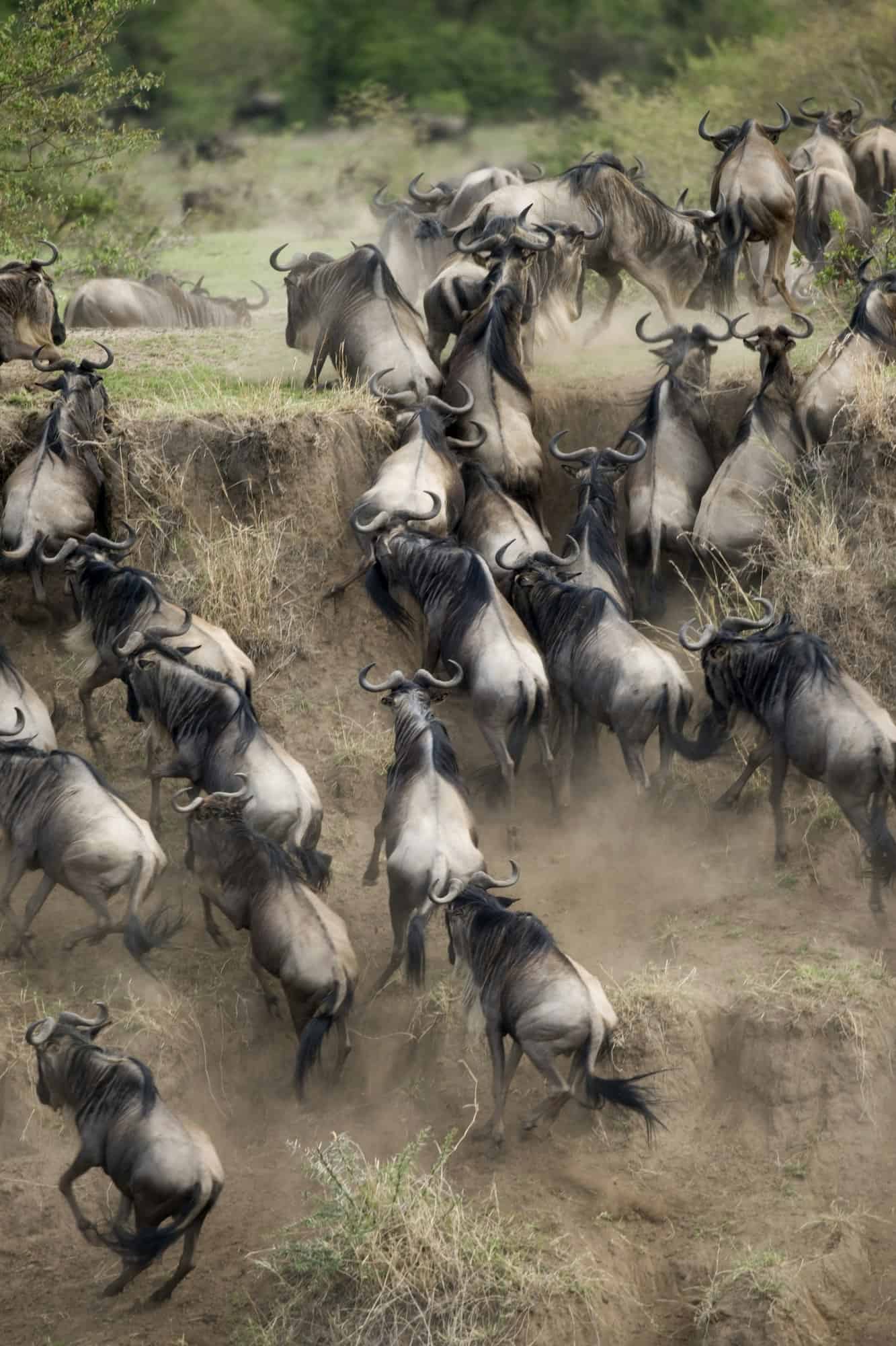 Wildebeest running in the Serengeti, Tanzania, Africa