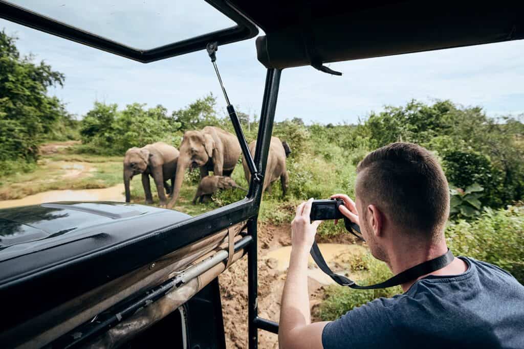 Safari Elephants