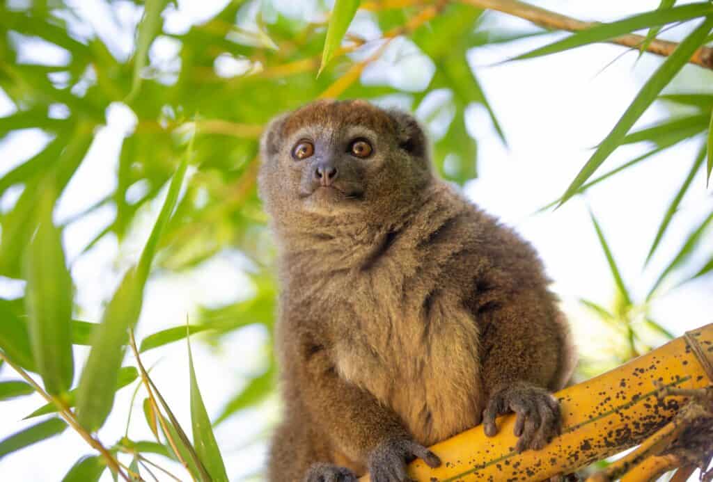 Bamboo-Lemur-Madagascar